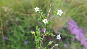Attēlu rezultāti vaicājumam “Arenaria procera leaf”