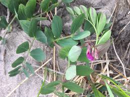 Attēlu rezultāti vaicājumam “Lathyrus japonicus subsp. maritimus fruit”