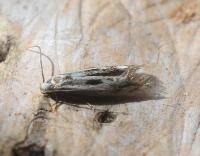 Attēlu rezultāti vaicājumam “Elachista maculicerusella”