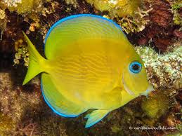 Image result for Acanthurus coeruleus