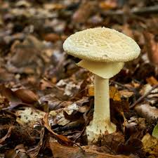 Attēlu rezultāti vaicājumam “Amanita citrina”