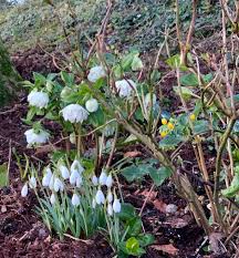 Attēlu rezultāti vaicājumam “Galanthus nivalis leaf”