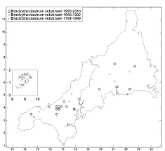 Attēlu rezultāti vaicājumam “Brachytheciastrum velutinum”