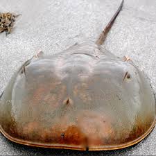 Image result for Limulus polyphemus