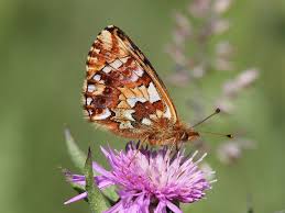 Attēlu rezultāti vaicājumam “Boloria aquilonaris upperside”