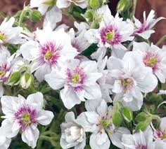 Attēlu rezultāti vaicājumam “Geranium pratense flower”