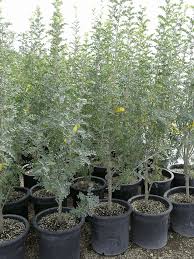 Attēlu rezultāti vaicājumam “Caragana arborescens”