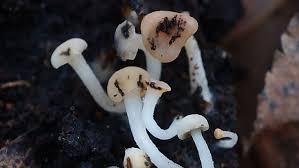 Attēlu rezultāti vaicājumam “Cudoniella acicularis”