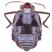 Attēlu rezultāti vaicājumam “Gerridae imago”