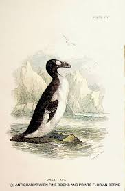 Image result for Pinguinus impennis
