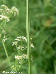 Attēlu rezultāti vaicājumam “Galium album”