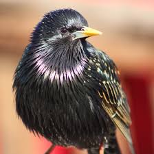 Attēlu rezultāti vaicājumam “Sturnus vulgaris male”