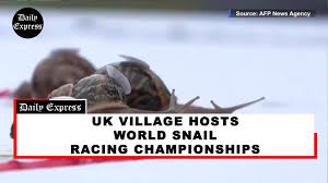 Image result for World Snail Racing Championships