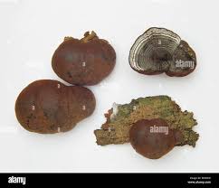 Attēlu rezultāti vaicājumam “Daldinia concentrica”