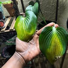 Image result for Hosta Warpaint