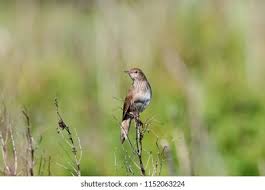 Image result for Locustella fluviatilis