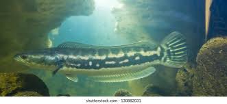 Image result for Channa argus