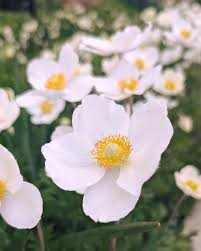 Attēlu rezultāti vaicājumam “Anemone sylvestris fruit”