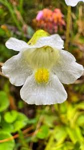 Attēlu rezultāti vaicājumam “Pinguicula alpina”