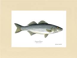 Image result for Morone saxatilis