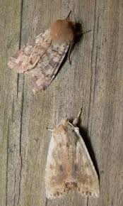 Attēlu rezultāti vaicājumam “Orthosia sp.”