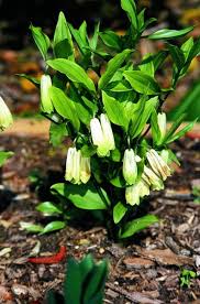 Attēlu rezultāti vaicājumam “Physarum bivalve sessile”