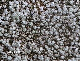 Attēlu rezultāti vaicājumam “Pertusaria amara”