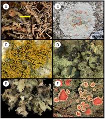 Attēlu rezultāti vaicājumam “Microcalicium disseminatum”