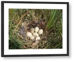 Attēlu rezultāti vaicājumam “Anas platyrhynchos eggs”