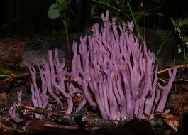 Attēlu rezultāti vaicājumam “Clavulina amethystina”