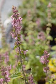 Attēlu rezultāti vaicājumam “Stachys”