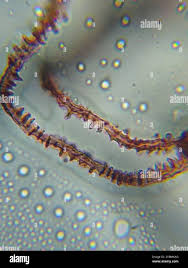 Attēlu rezultāti vaicājumam “Arcyria minuta”