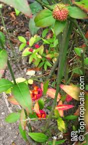 Attēlu rezultāti vaicājumam “Euonymus verrucosus fruit”