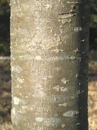 Attēlu rezultāti vaicājumam “Sorbus hybrida”