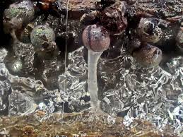 Attēlu rezultāti vaicājumam “Lamproderma arcyrioides”