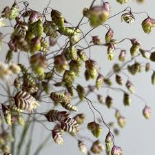 Attēlu rezultāti vaicājumam “Briza media fruit”