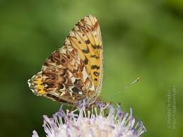 Attēlu rezultāti vaicājumam “Boloria titania”