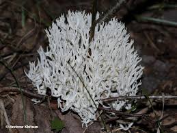 Attēlu rezultāti vaicājumam “Ramariopsis kunzei”