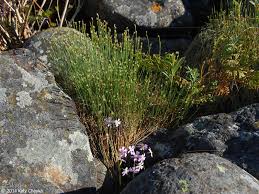 Attēlu rezultāti vaicājumam “Trichophorum cespitosum fruit”