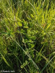 Attēlu rezultāti vaicājumam “Vicia pisiformis”