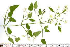 Attēlu rezultāti vaicājumam “Clematis leaf”