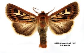 Attēlu rezultāti vaicājumam “Cerapteryx graminis”