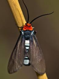 Attēlu rezultāti vaicājumam “Zygaenidae”