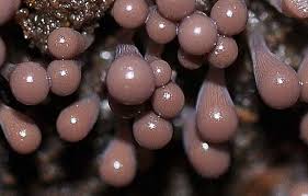 Attēlu rezultāti vaicājumam “Hemitrichia leiotricha macro”