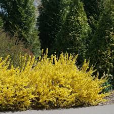 Attēlu rezultāti vaicājumam “Forsythia”