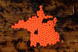 Attēlu rezultāti vaicājumam “Badhamia flavoglauca”