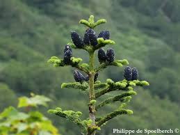 Attēlu rezultāti vaicājumam “Abies mariesii”