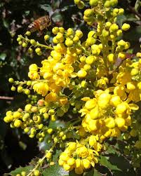 Attēlu rezultāti vaicājumam “Mahonia aquifolium flower”