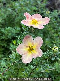 Attēlu rezultāti vaicājumam “Pentaphylloides fruticosa flower”