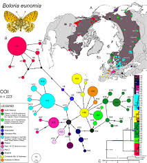 Attēlu rezultāti vaicājumam “Boloria eunomia”